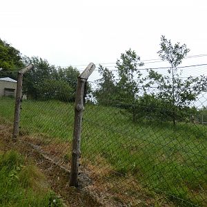 Corsac fox enclosure