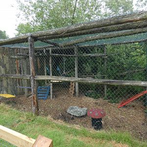Common raccoon enclosure