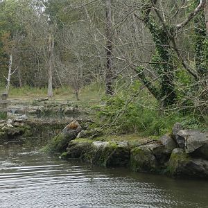 Grey seal and White-tailed sea eagle mixed exhibit