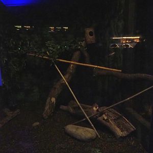 Nocturama (Closed in 2019) - Gambian giant pouched rat exhibit, 2018-08-19