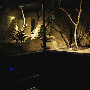 Nocturama (Closed in 2019) - Rakali exhibit, 2019-02-27