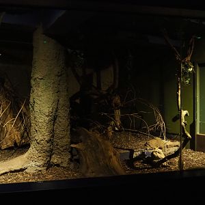 Nocturama (Closed in 2019) - Rakali exhibit, 2019-02-27