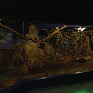 Nocturama (Closed in 2019) - Aardvark, Springhare and Senegal bushbaby exhibit, 2019-06-22