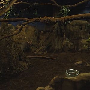 Nocturama (Closed in 2019) - Aardvark, Springhare and Senegal bushbaby exhibit, 2019-06-22