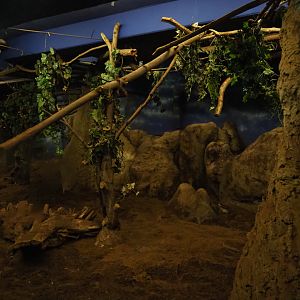 Nocturama (Closed in 2019) - Aardvark, Springhare and Senegal bushbaby exhibit, 2019-06-22
