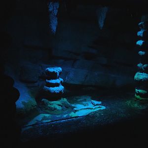 Nocturama (Closed in 2019) - Egyptian fruit bat cave, 2019-06-22