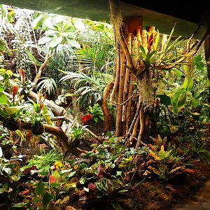 Nocturama (Closed in 2019) - Planted area next to the exit of the Nocturama, 2019-06-22