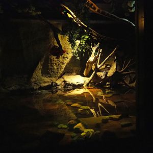 Nocturama (Closed in 2019) - Rakali exhibit pool, 2019-06-22