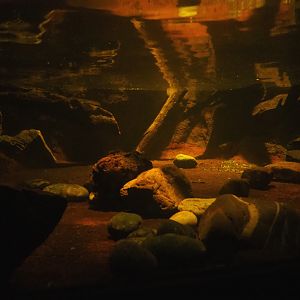 Nocturama (Closed in 2019) - Rakali exhibit underwater view, 2019-06-22