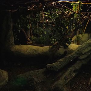 Nocturama (Closed in 2019) - Second Balabac chevrotain and Northern Dry Zone Slender loris exhibit, 2019-06-22