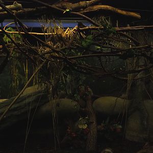 Nocturama (Closed in 2019) - Second Balabac chevrotain and Northern Dry Zone Slender loris exhibit, 2019-06-22