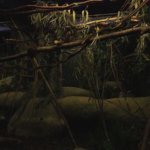 Nocturama (Closed in 2019) - Second Balabac chevrotain and Northern Dry Zone Slender loris exhibit, 2019-06-22
