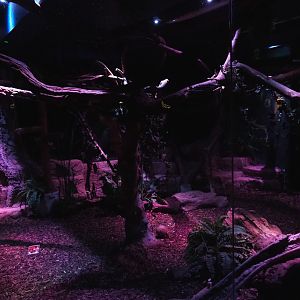 Nocturama (Closed in 2019) - South American exhibit, 2019-06-22