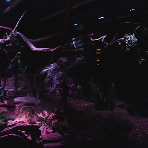 Nocturama (Closed in 2019) - South American exhibit, 2019-06-22