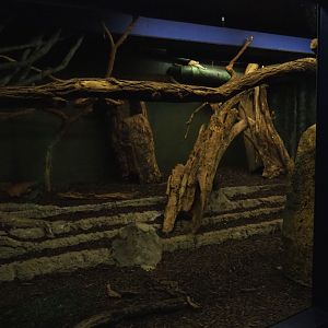 Nocturama (Closed in 2019) - Southern tamandua exhibit, 2019-06-22