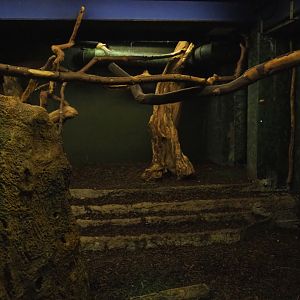 Nocturama (Closed in 2019) - Southern tamandua exhibit, 2019-06-22