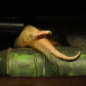 Nocturama (Closed in 2019) - Southern tamandua (Tamandua tetradactyla) foot and tail, 2019-06-22