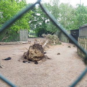 Vicuña and Ayam Cemani chicken paddock, 2022-05-17