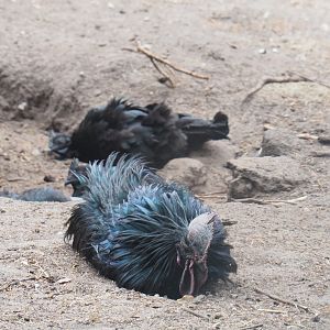 Ayam Cemani rooster (Gallus domesticus), 2022-05-17