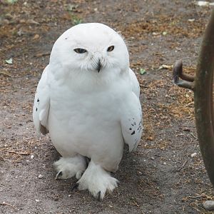 Snowy owl (Bubo scandiacus), 2022-05-17