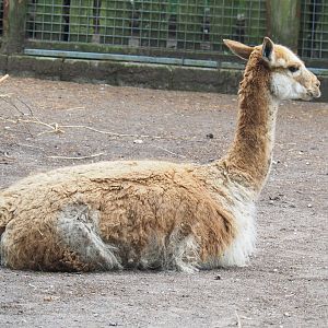 Vicuña (Vicugna vicugna), 2022-05-17