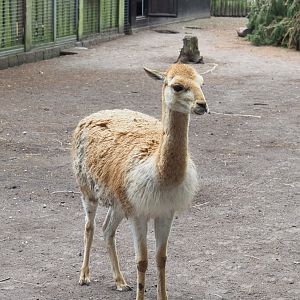 Vicuña (Vicugna vicugna), 2022-05-17