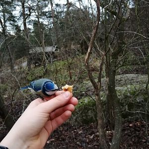 Eurasian blue tit eating walnut