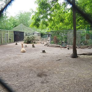 Vicuña and Ayam Cemani chicken paddock, 2022-05-17