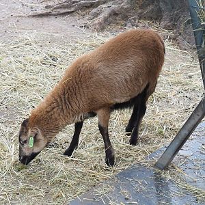 Cameroon sheep (Ovis aries), 2022-05-17