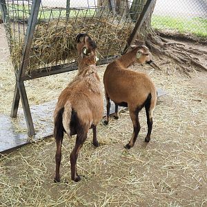 Cameroon sheep (Ovis aries), 2022-05-17