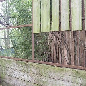 Edward's pheasant and European turtle dove aviary, 2022-05-17