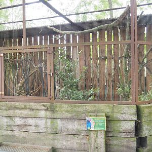 Edward's pheasant and European turtle dove aviary, 2022-05-17