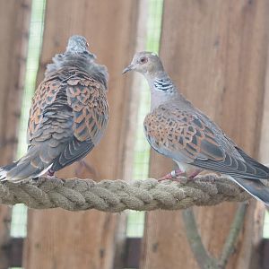 European turtle doves (Streptopelia turtur turtur), 2022-05-17