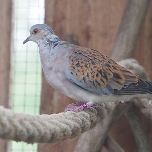European turtle dove (Streptopelia turtur turtur), 2022-05-17