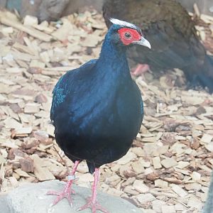 Male Edwards's pheasant (Lophura edwardsi), 2022-05-17
