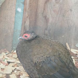 Female Edwards's pheasant (Lophura edwardsi), 2022-05-17