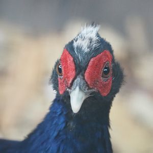 Male Edwards's pheasant (Lophura edwardsi), 2022-05-17