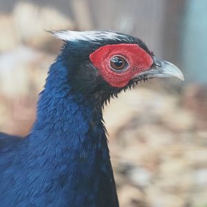 Male Edwards's pheasant (Lophura edwardsi), 2022-05-17