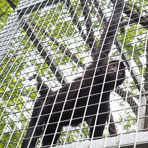 Colombian black spider monkey (Ateles fusciceps rufiventris), 2022-05-17