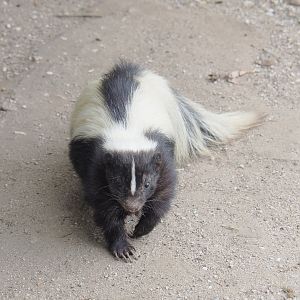Striped skunk (Mephitis mephitis), 2022-05-17