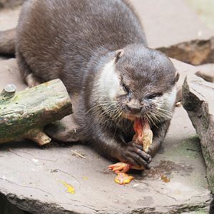 Asian small-clawed otter (Aonyx cinerea) eating one-day chick, 2022-05-17