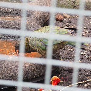 Kea (Nestor notabilis), 2022-05-17