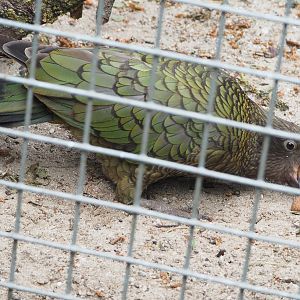Kea (Nestor notabilis) with walnut, 2022-05-17