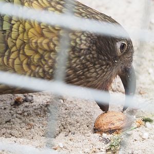 Kea (Nestor notabilis) with walnut, 2022-05-17