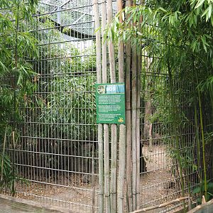 Indochinese clouded leopard exhibit, 2022-05-17