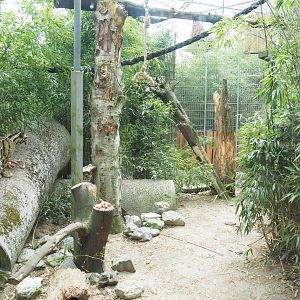 Indochinese clouded leopard exhibit, 2022-05-17