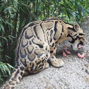 Indochinese clouded leopard (Neofelis nebulosa nebulosa), 2022-05-17