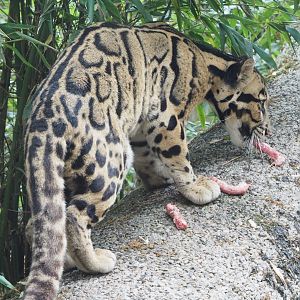 Indochinese clouded leopard (Neofelis nebulosa nebulosa), 2022-05-17