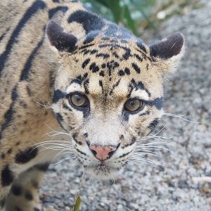 Indochinese clouded leopard (Neofelis nebulosa nebulosa), 2022-05-17