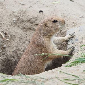 Black-tailed prairie dog (Cynomys ludovicianus), 2022-05-17